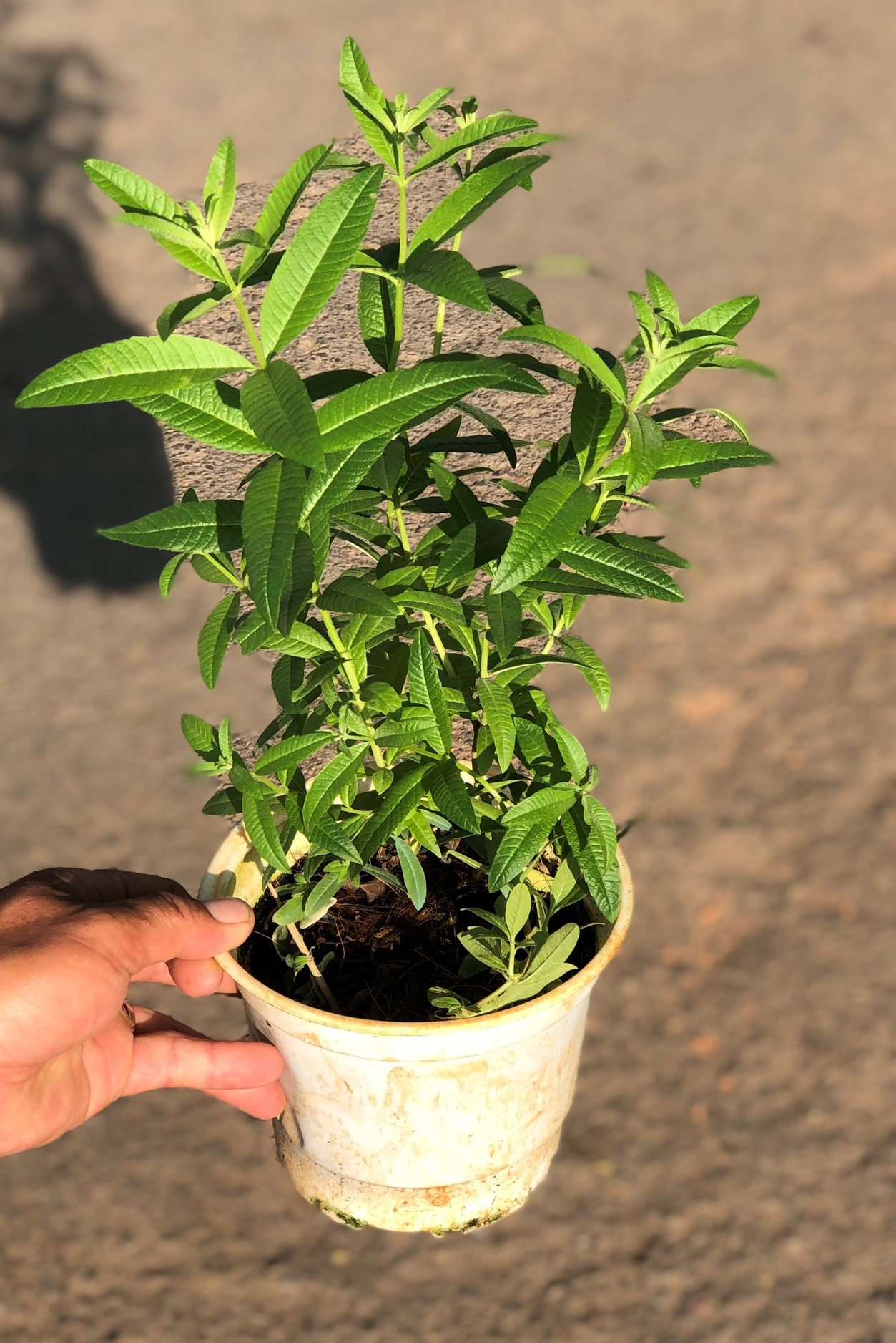 Chậu cây cỏ Ngọt trồng nơi có nhiều nắng