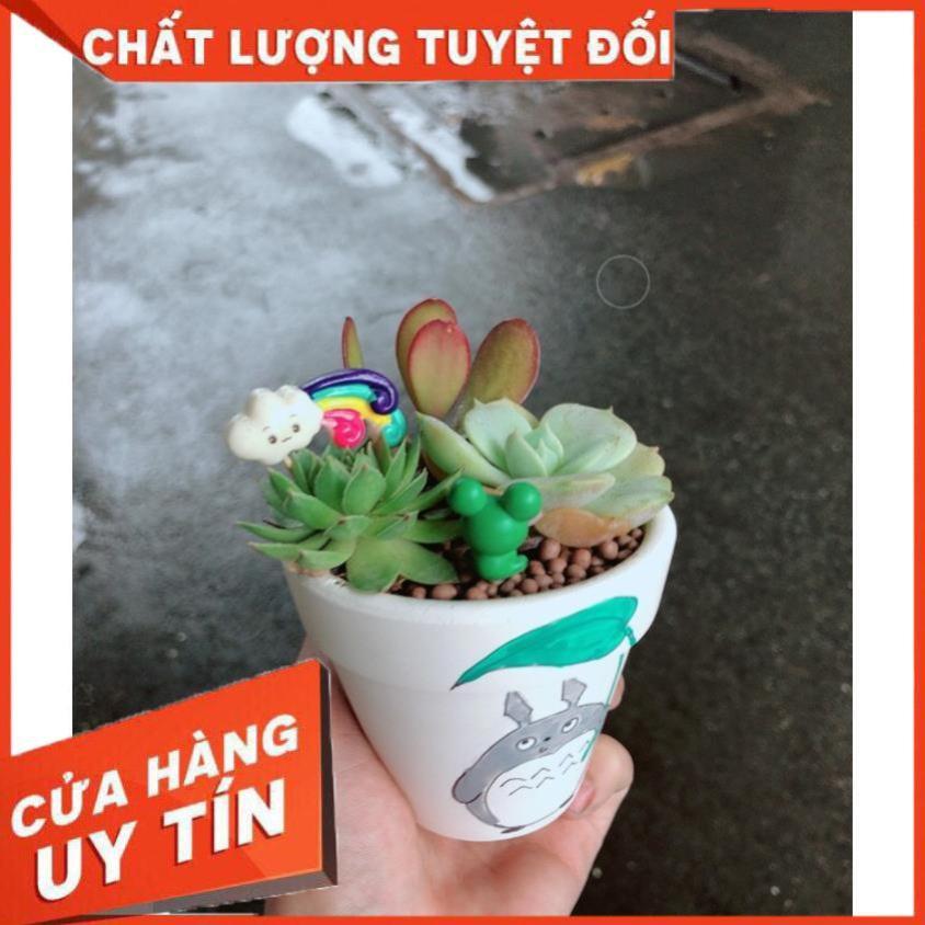 Chậu sen đá tiểu cảnh 9