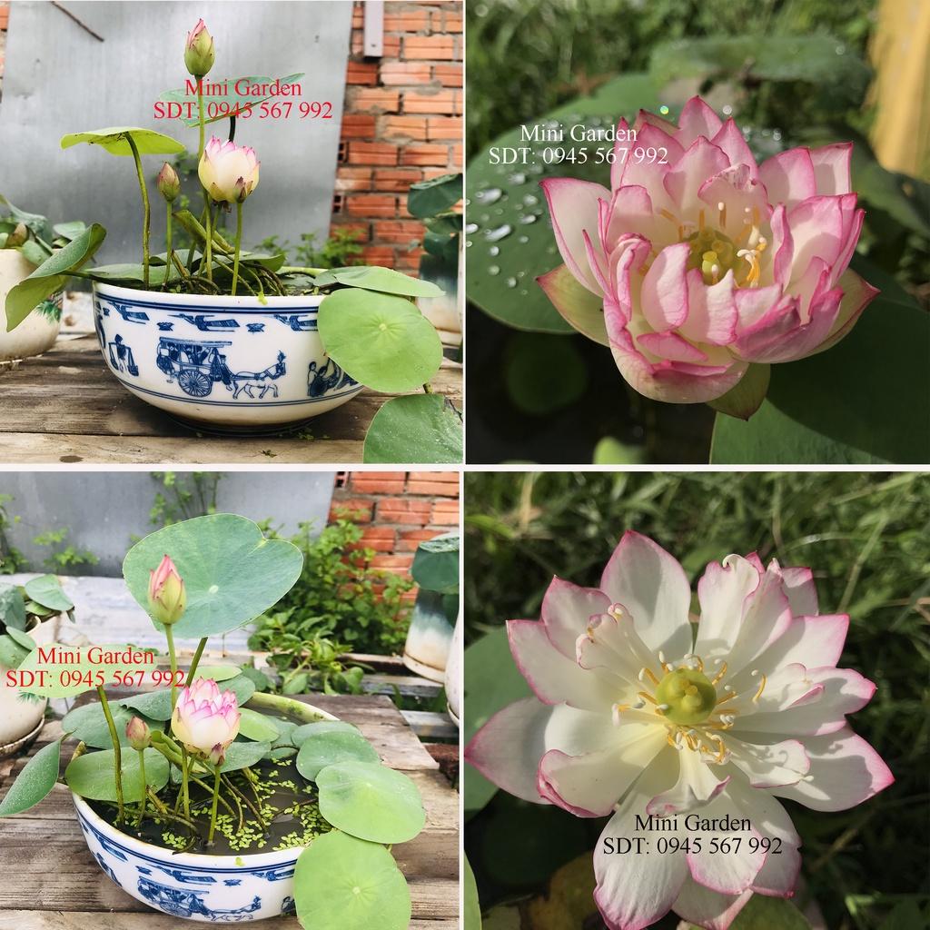 Củ Hoa Sen Mini  Rung Động