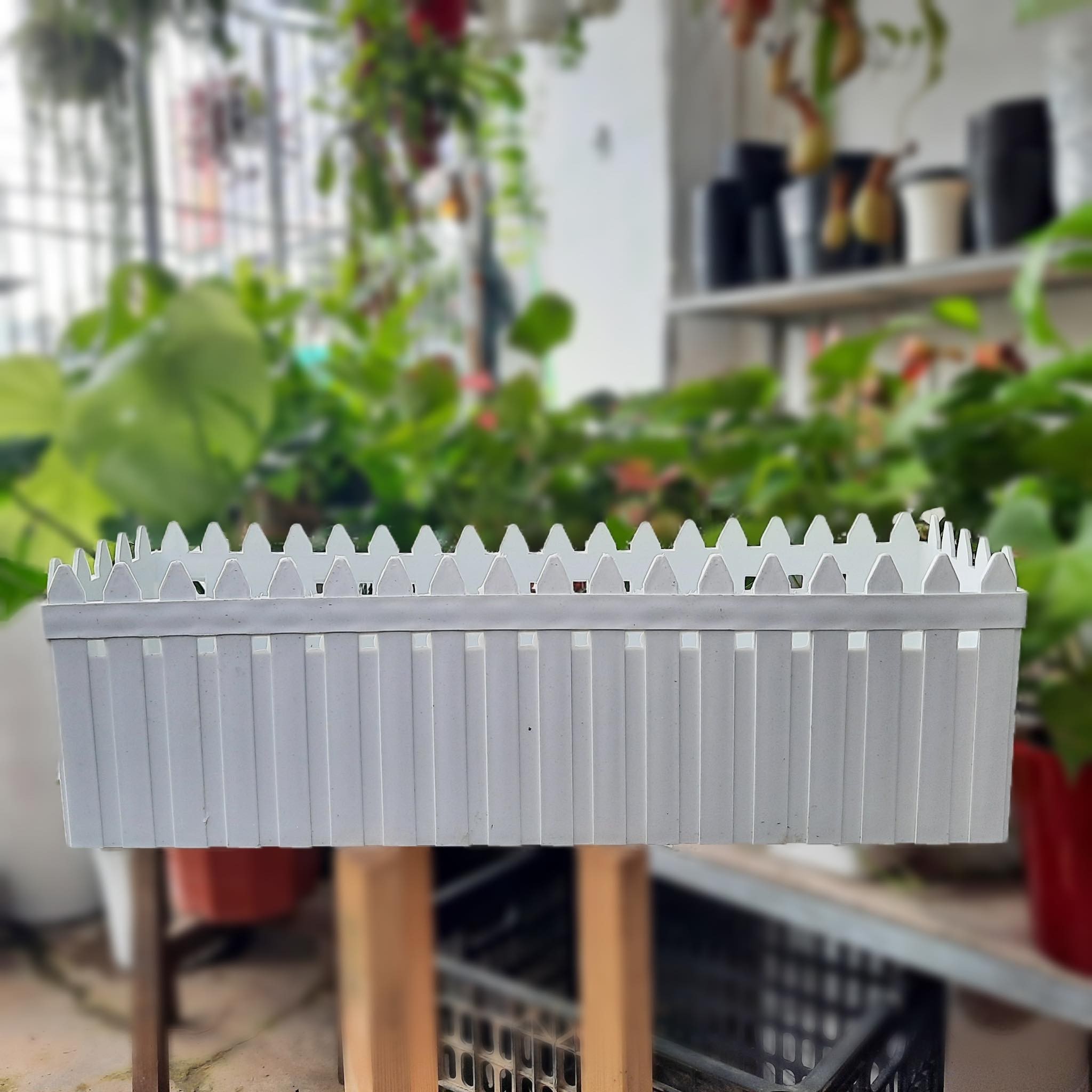 Chậu HÀNG RÀO xinh xắn 3 size