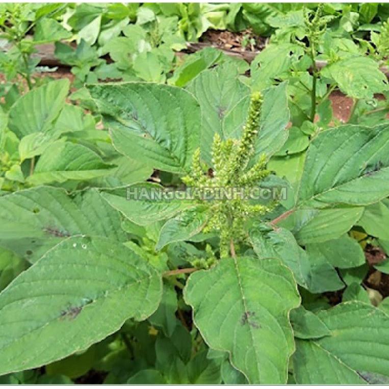 Combo 2 gói Hạt giống rau dền lá liểu dể trồng f1 - Gói 20gram-tặng kèm gói phân bón lót