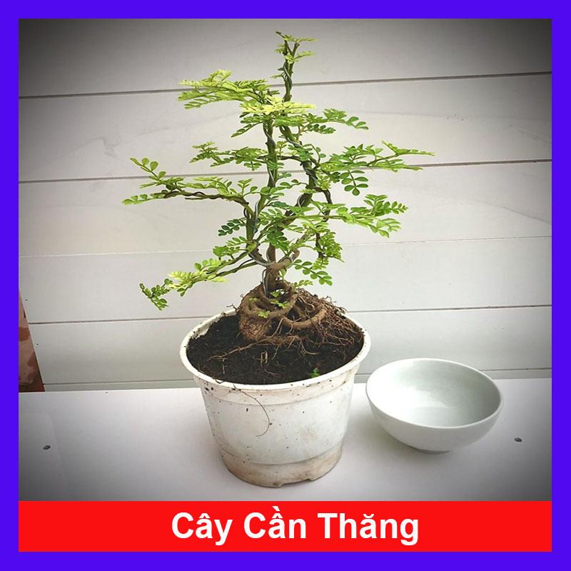 Cây cần thăng bonsai mini (Ảnh thật)