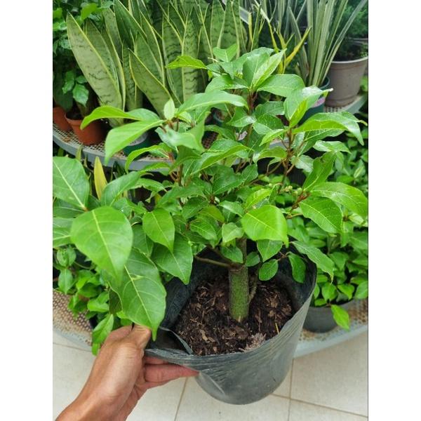 Sung ăn quả - Cây đang bắt đầu cho trái ( Ficus racemosa )