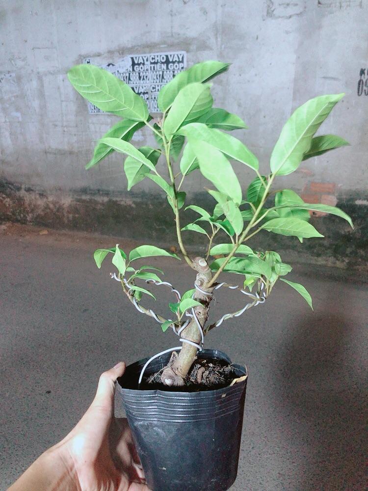 Cây Sung Bonsai