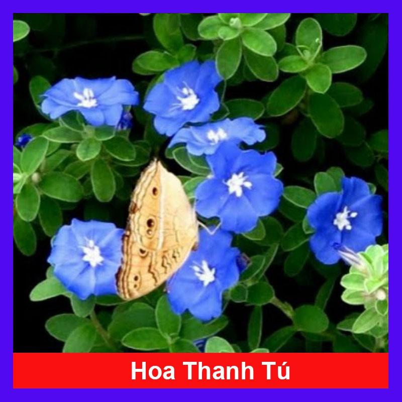 Hoa Thanh Tú - cây cảnh vườn + Tặng phân bón cho cây mau lớn