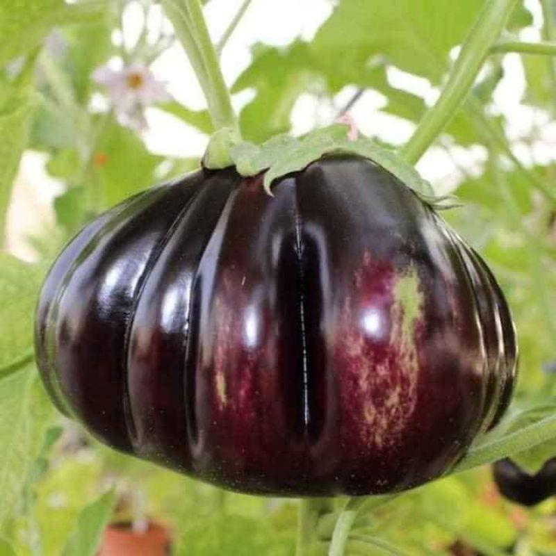 Hạt giống cà tím khía Thái Lan F1 KNS359 - Gói 0.3gram