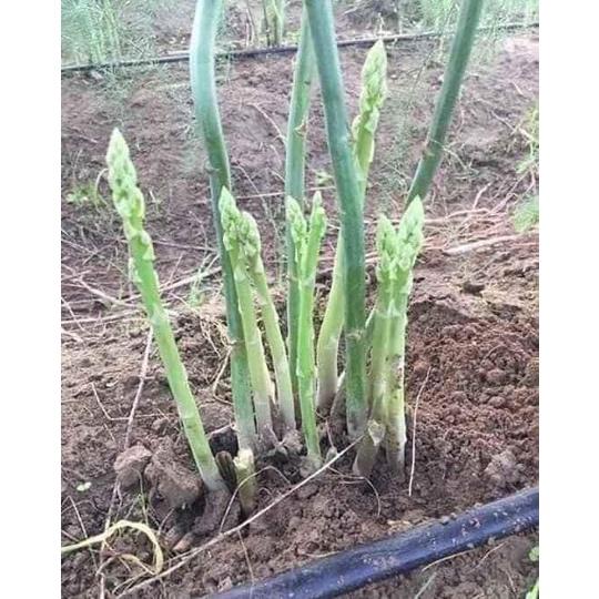 Cây giống măng tây xanh F1