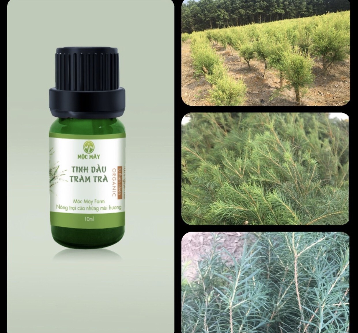 Tinh dầu Tràm Trà  Tea Tree Oil Mộc Mây chai 10ml