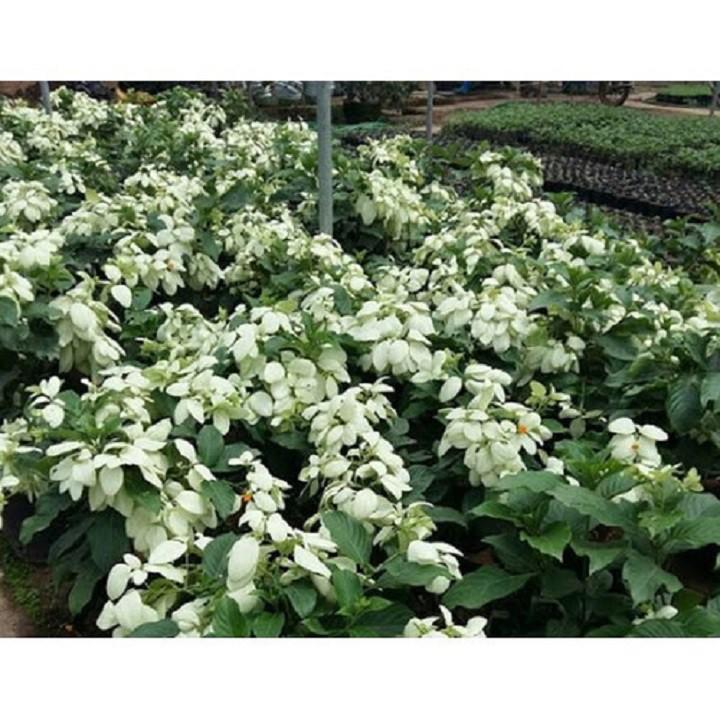 CHẬU CÂY GIỐNG CÂY HOA ÉN BẠC SIÊU ĐẸP