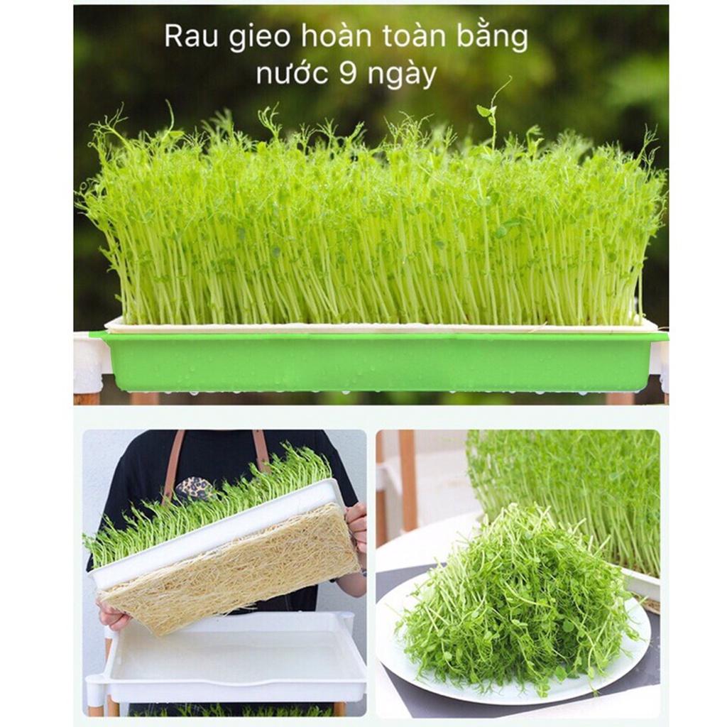 Gói 100g Hạt mầm rau đậu hà lan loại hảo hạng, giống chất lượng cao, thu hoạch sau 6 ngày