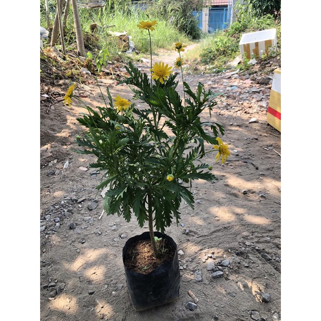 Cây cúc thân gỗ dáng TREE đang sẵn hoa nhiều nụ, cây lâu năm dễ trồng
