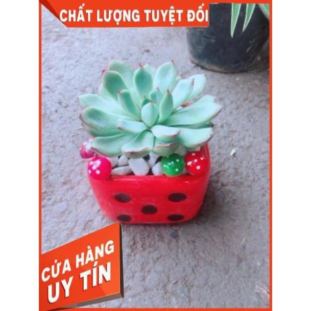 Chậu Sen Đá Viền Hồng