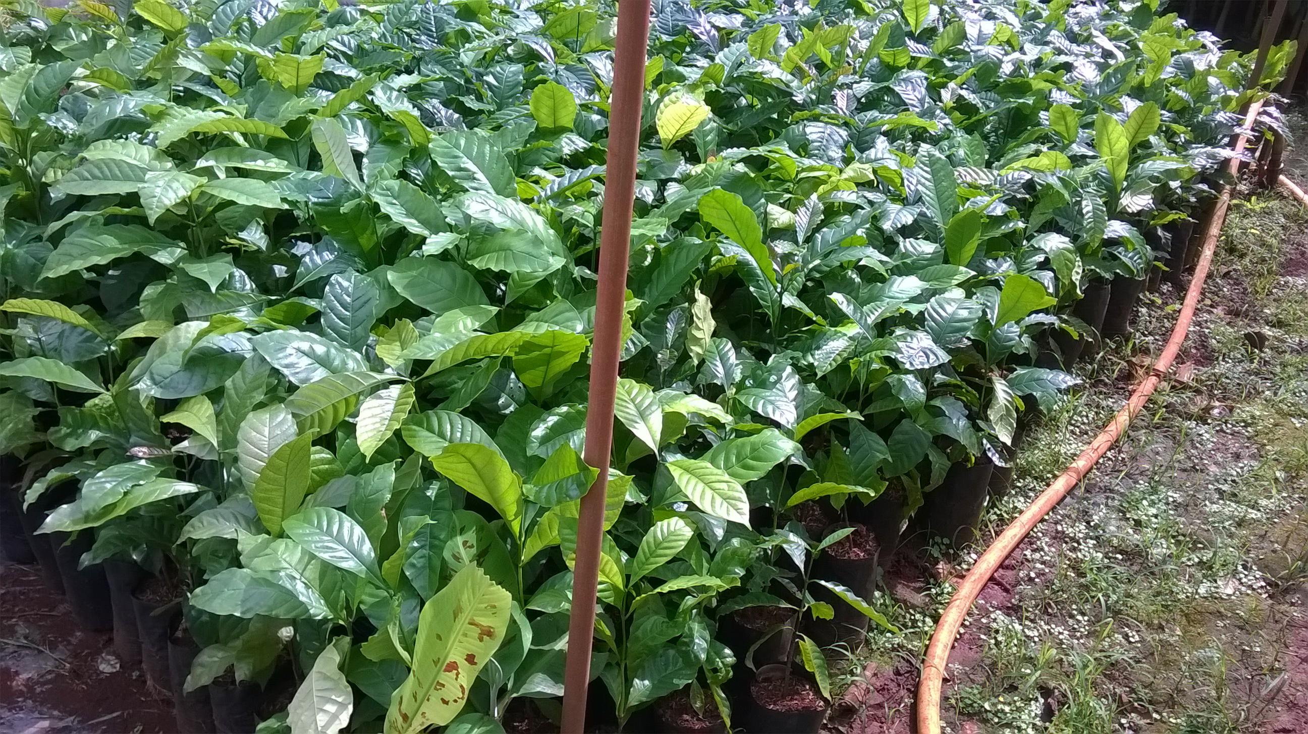 0,5 KG HẠT GIỐNG CÀ PHÊ TR9