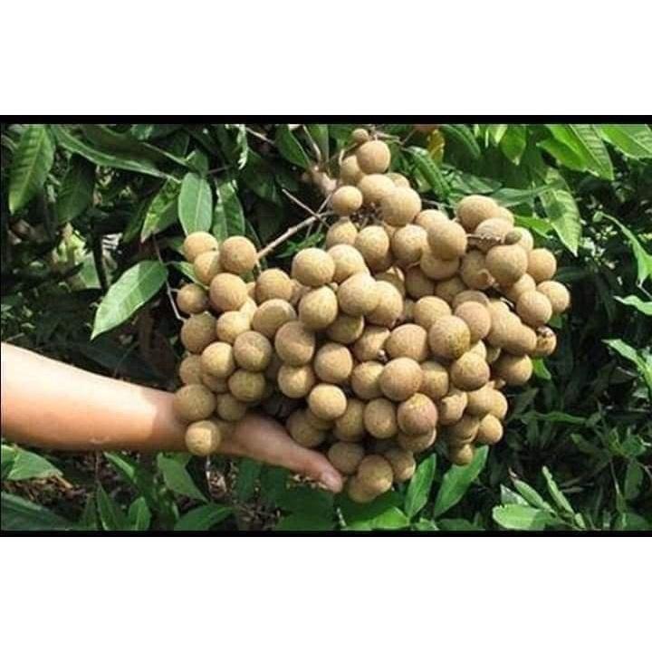 Cây Giống Nhãn Không Hạt Thái Lan