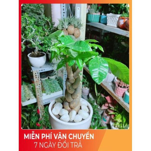 Chậu Kim Ngân 3 Thân Thắt Bính