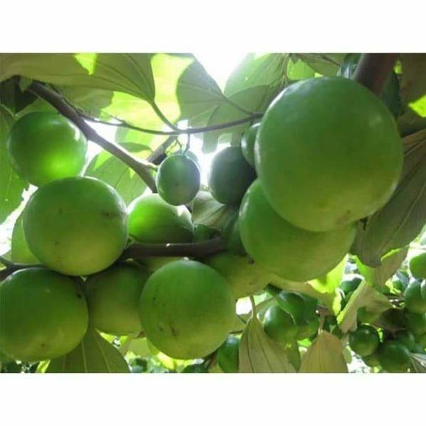 CÂY GIỐNG TÁO THÁI LAN