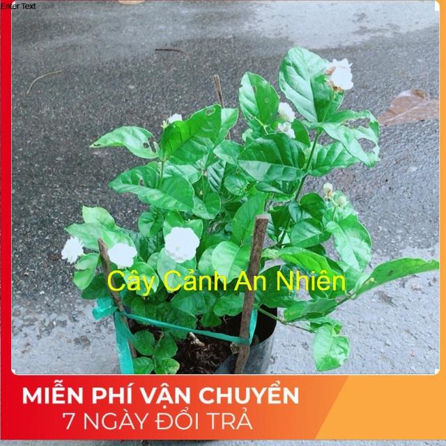 Hoa Nhài Thơm