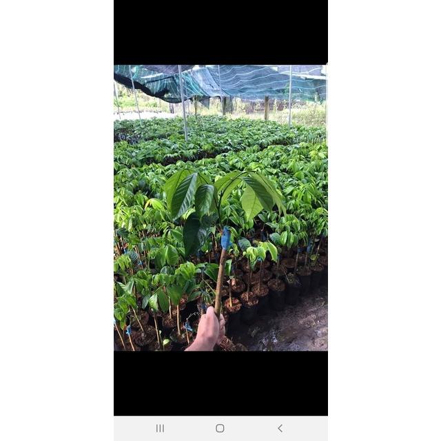 Cây bòn bon Thái lan ghép, cây đẹp, ra quả sau 6 tháng trồng, giống nhập khẩu