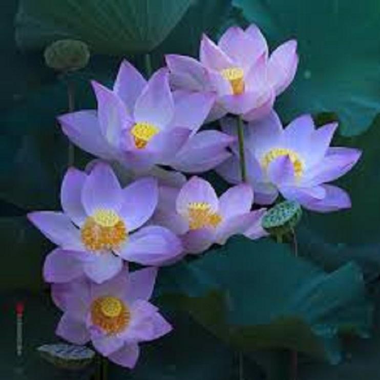 Củ Sen Super lotus