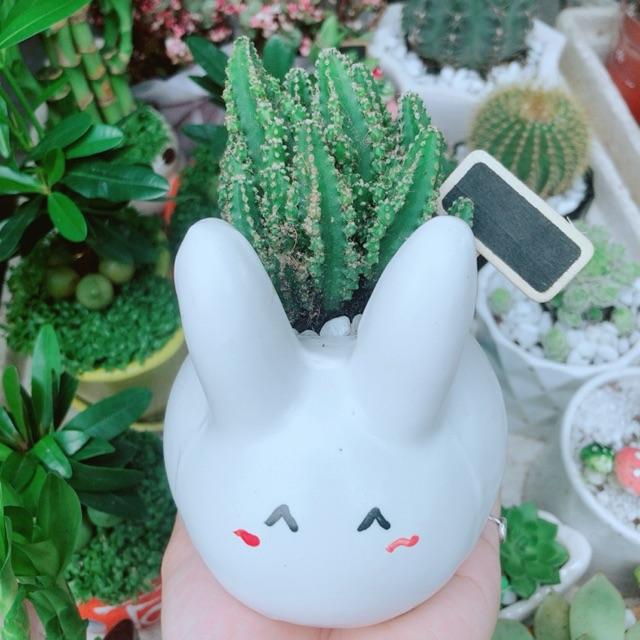 Chậu Xương Rồng Thanh Sơn