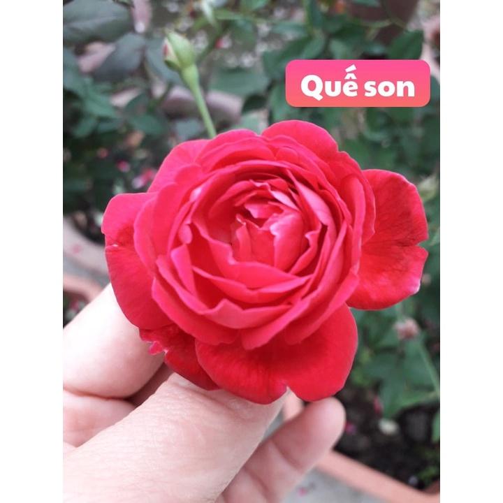 Combo 2 bầu HOA HỒNG CỔ QUÊ SON- BẦU CÂY GIỐNG DÂM CÀNH TỪ CÂY MẸ NGUYÊN BẢN