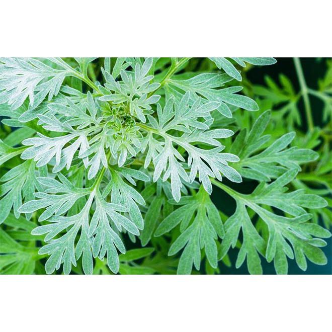 1kg cây ngải cứu tươi sạch hàng tuyển chọn loại 1, cây nhà trồng