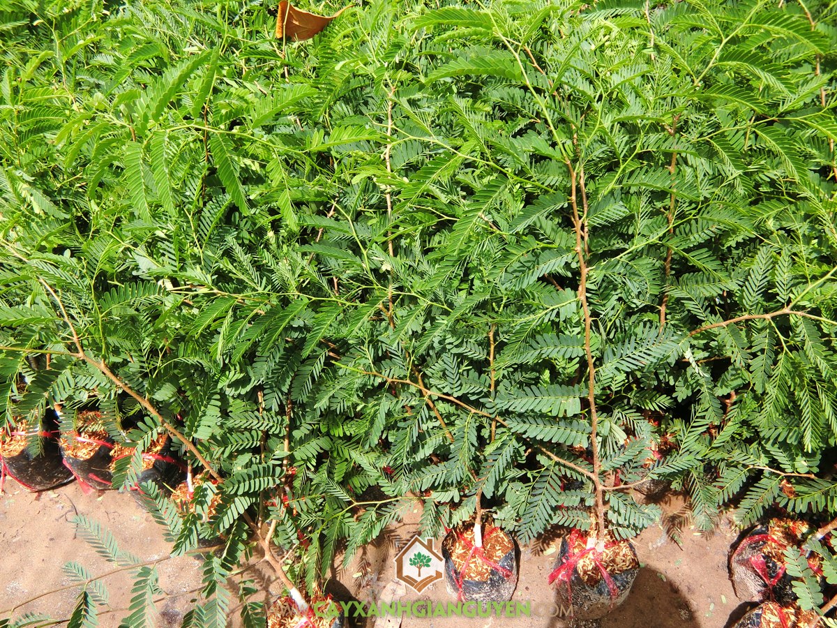 Giống Me Thái Giống Cho Trái Siêu Sớm