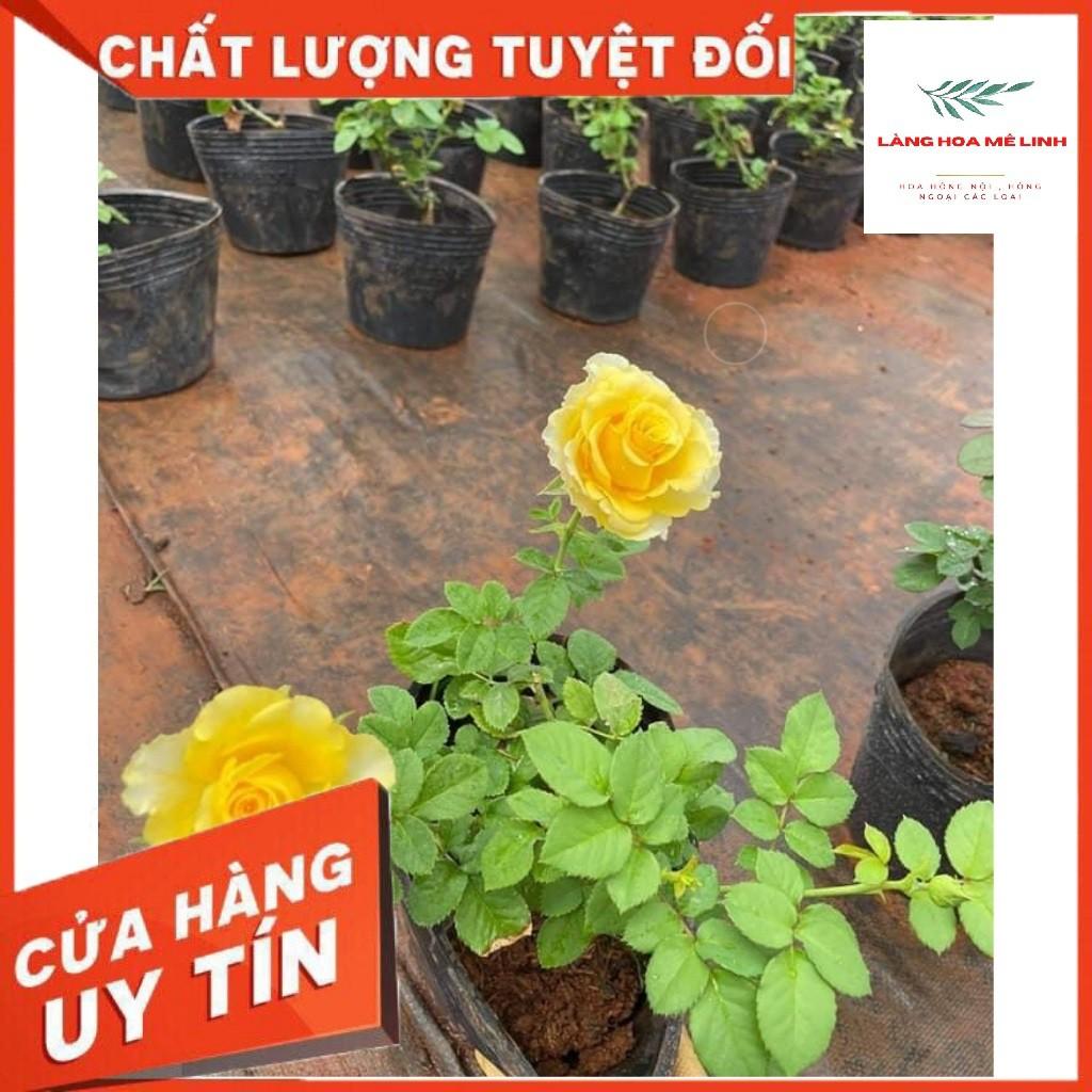 Hoa hồng ngoại Shell – Vẻ đẹp hấp dẫn trong những cánh hoa vàng rực rỡ