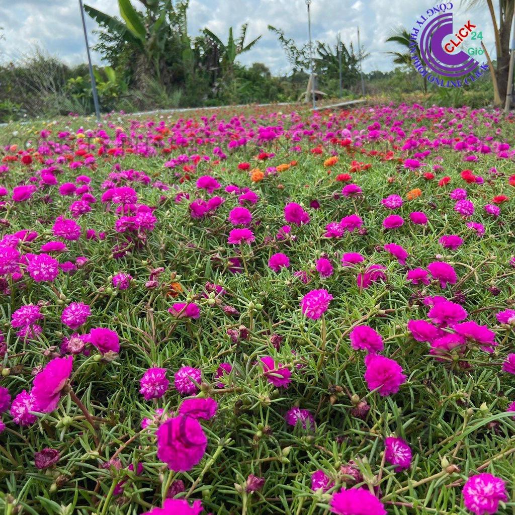 1 Ký Cành Giống Hoa Mười Giờ Thái Kép MÀU TÍM HỒNG Cành Tơ Siêu Khỏe Ra Rễ Sau 3 Ngày Hoa Mười Giờ Bonsai & Phụ Kiện