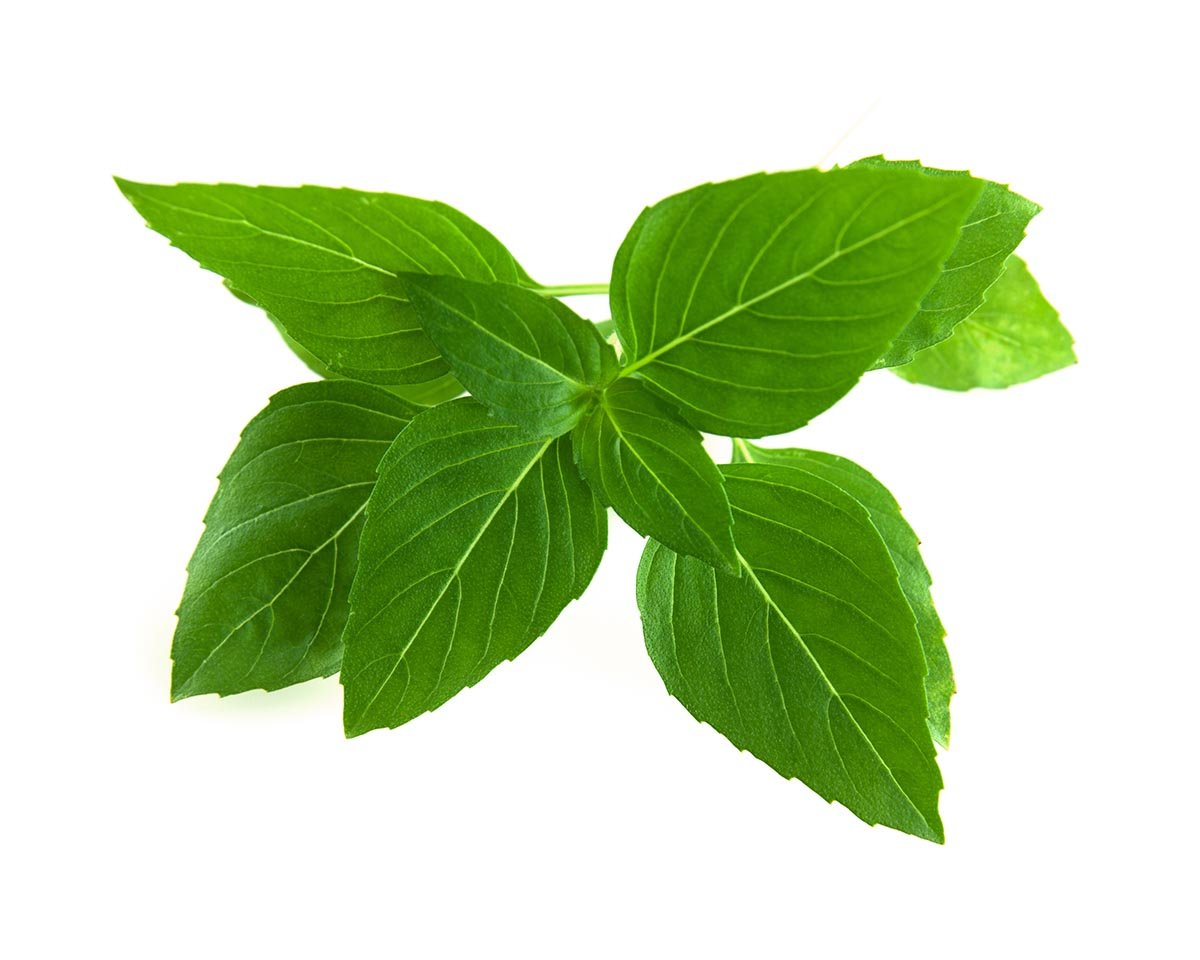 Hạt Giống Rau Quế Thái Nguyên Bao Bì Gói 1gram