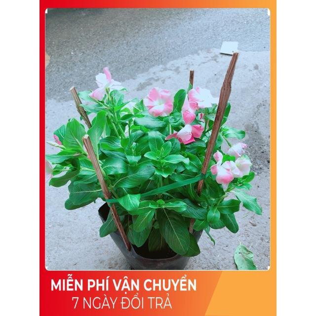 Hoa Dừa Cạn Màu Hồng