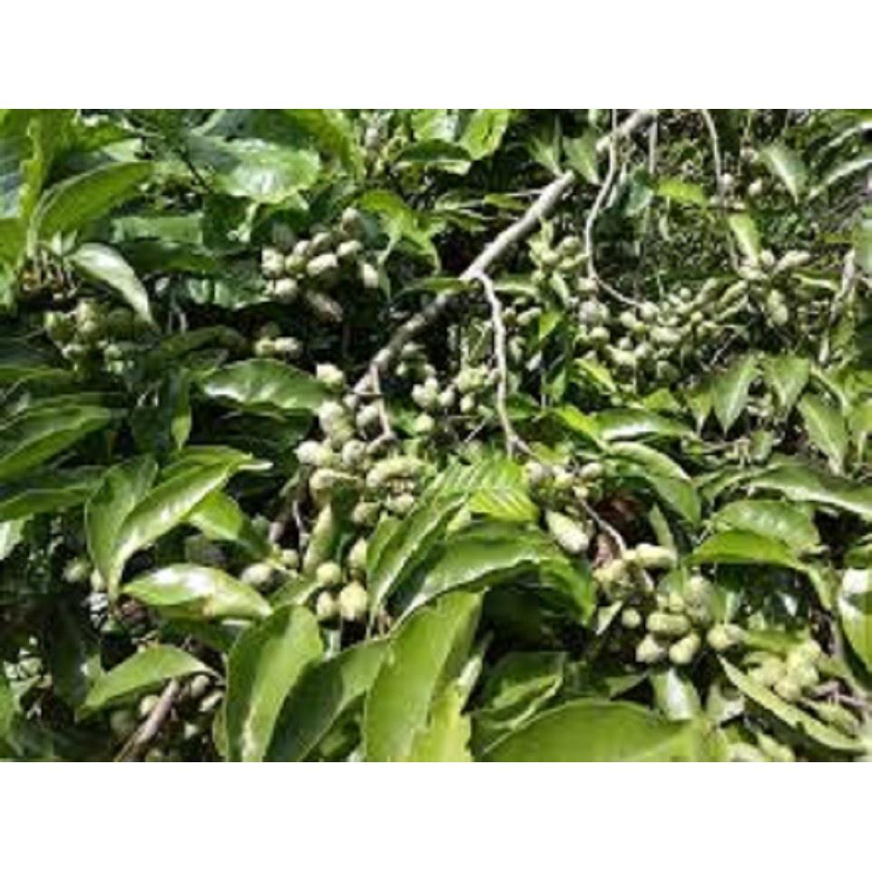 CÂY DỔI XANH-CÂY GIỐNG
