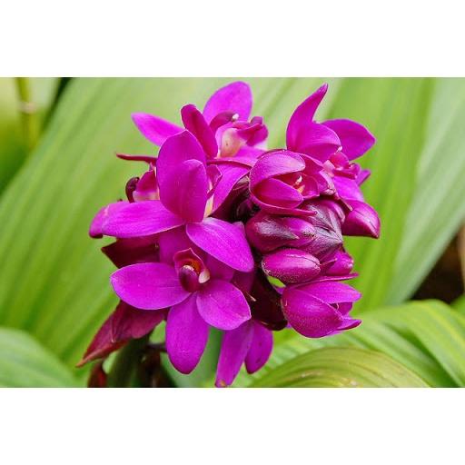 CHẬU HOA ĐỊA LAN CHU ĐỈNH HỒNG TÍM