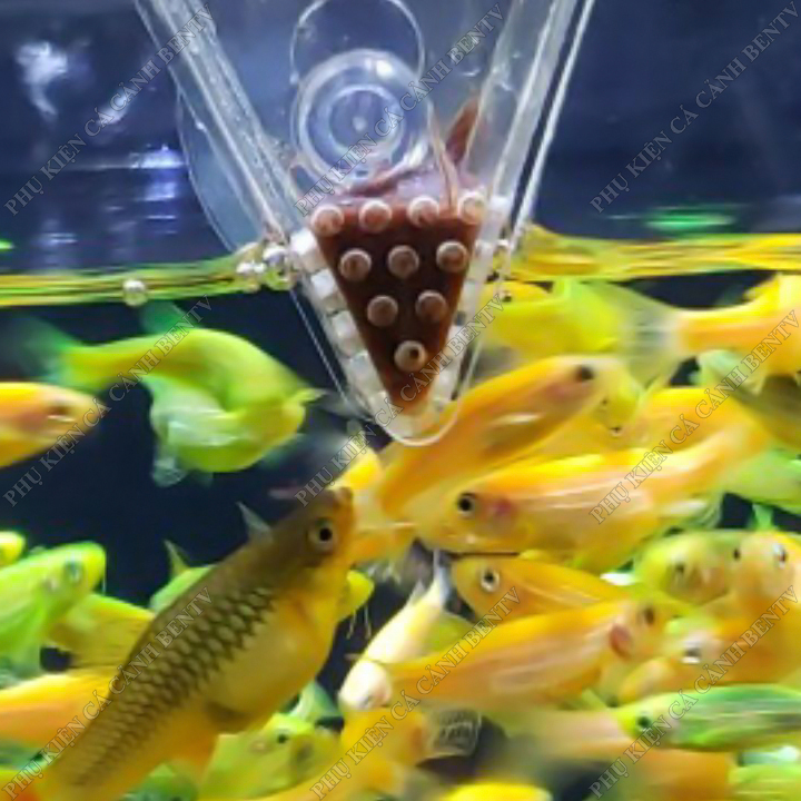 Cốc Đựng Trùn Chỉ - Dụng Cụ Cho Cá Ăn