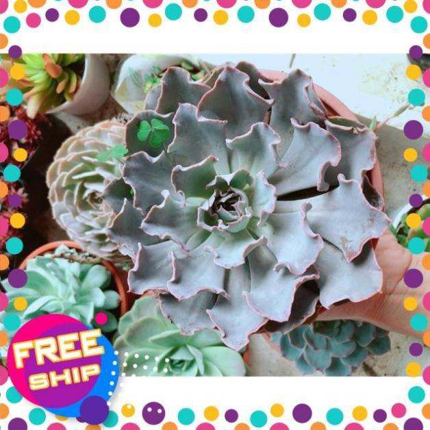 Chậu sen đá bắp cải tím size đại