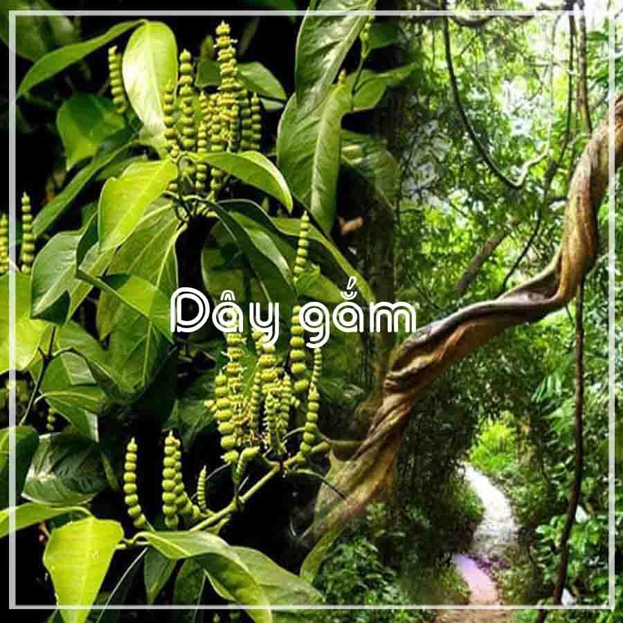 Dây Gắm khô 1kg