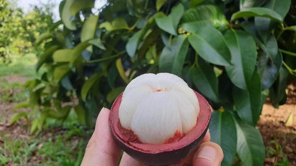 CÂY GIỐNG MĂNG CỤT