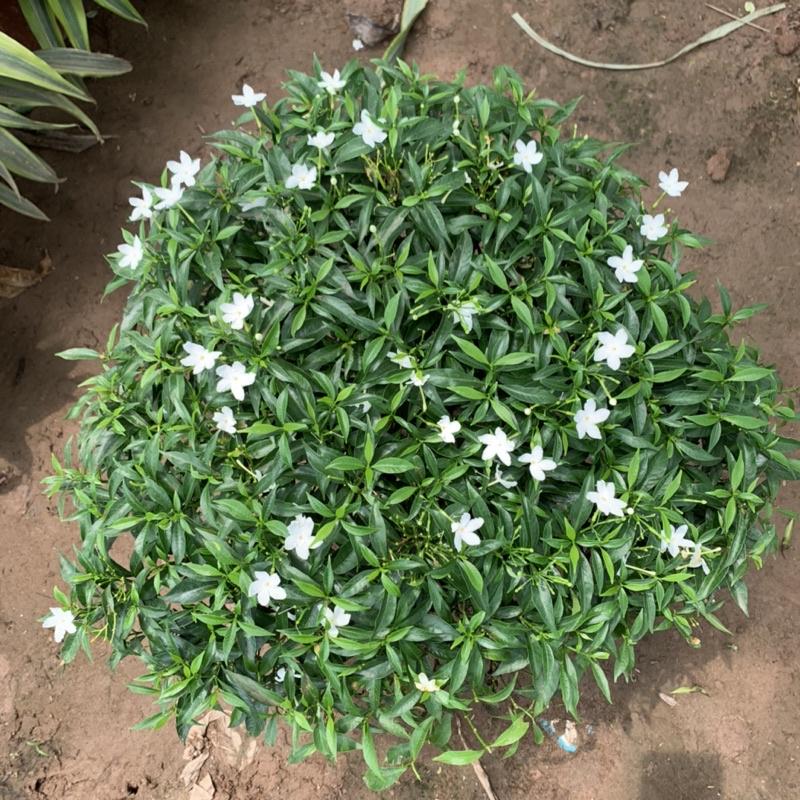 Cây mai vạn phúc bán kính 35-45cm, cây hoa tạo dáng tròn đẹp mắt, trồng trang trí cảnh quan sân vườn
