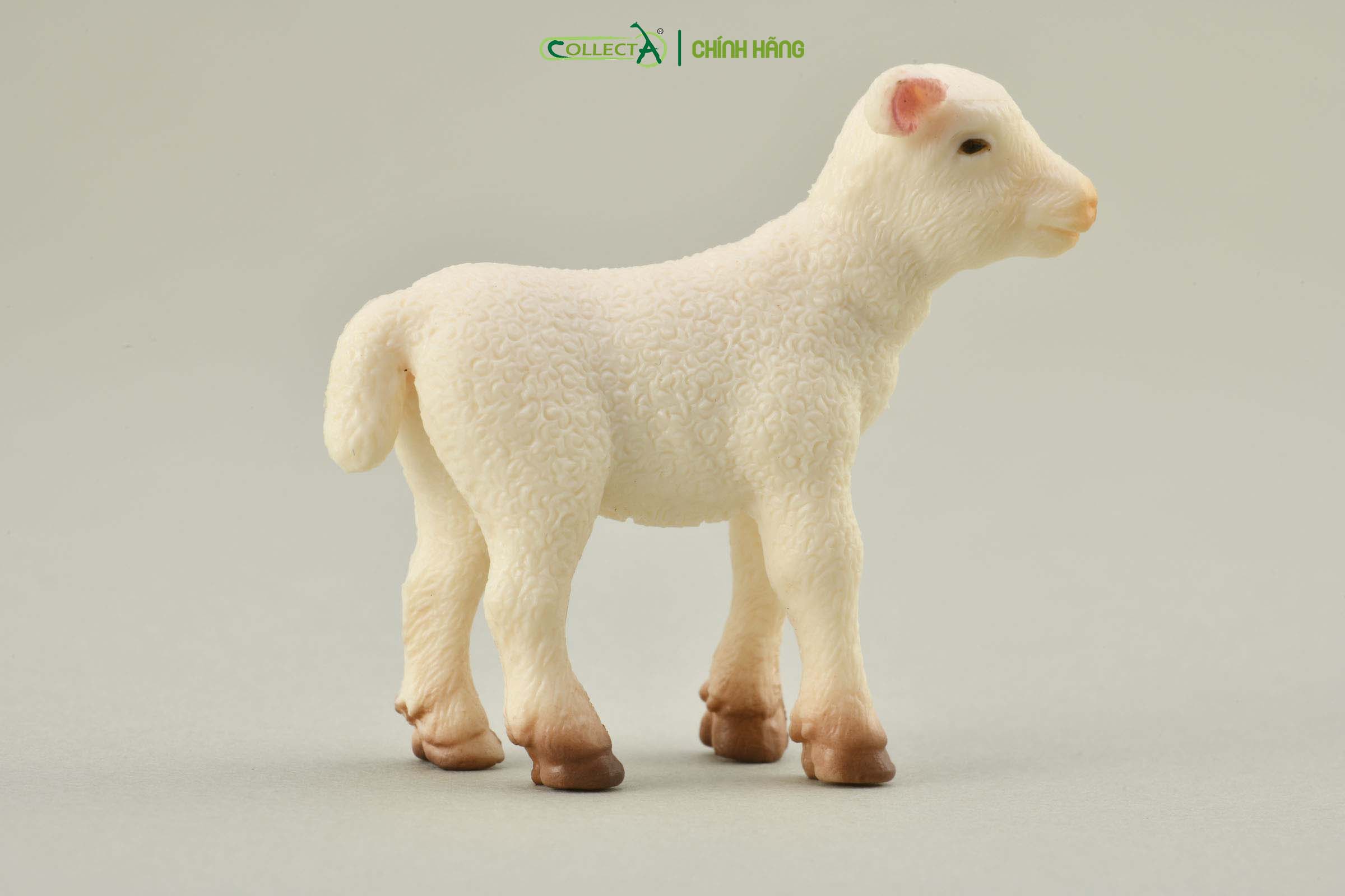 Mô hình thu nhỏ: Cừu con - Lamb, hiệu: CollectA, mã HS 9650171[88009] -  Chất liệu an toàn cho trẻ - Hàng chính hãng