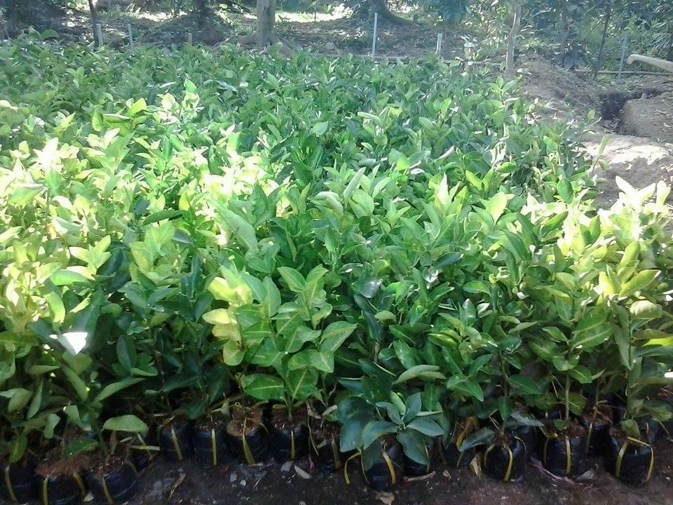 CÂY GIỐNG CHANH KHÔNG HẠT
