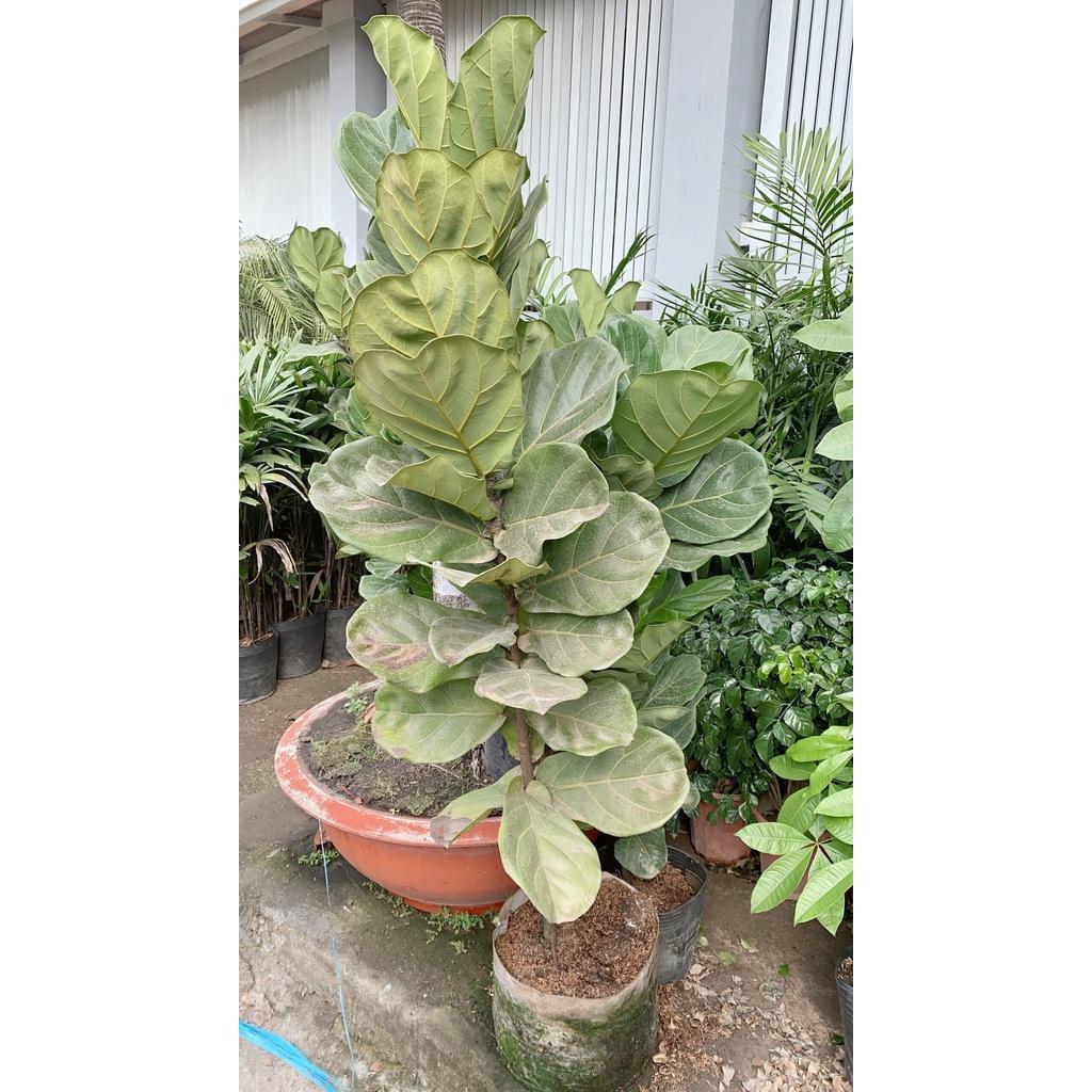 Bàng Singapore Lớn