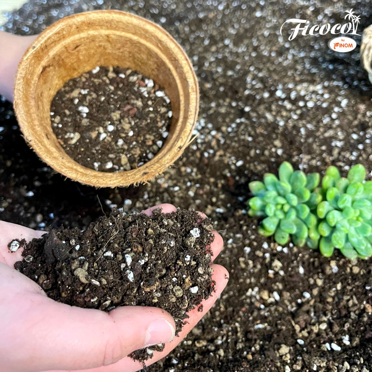 GIÁ THỂ XƯƠNG RỒNG & SEN ĐÁ FICOCO - 2 LÍT