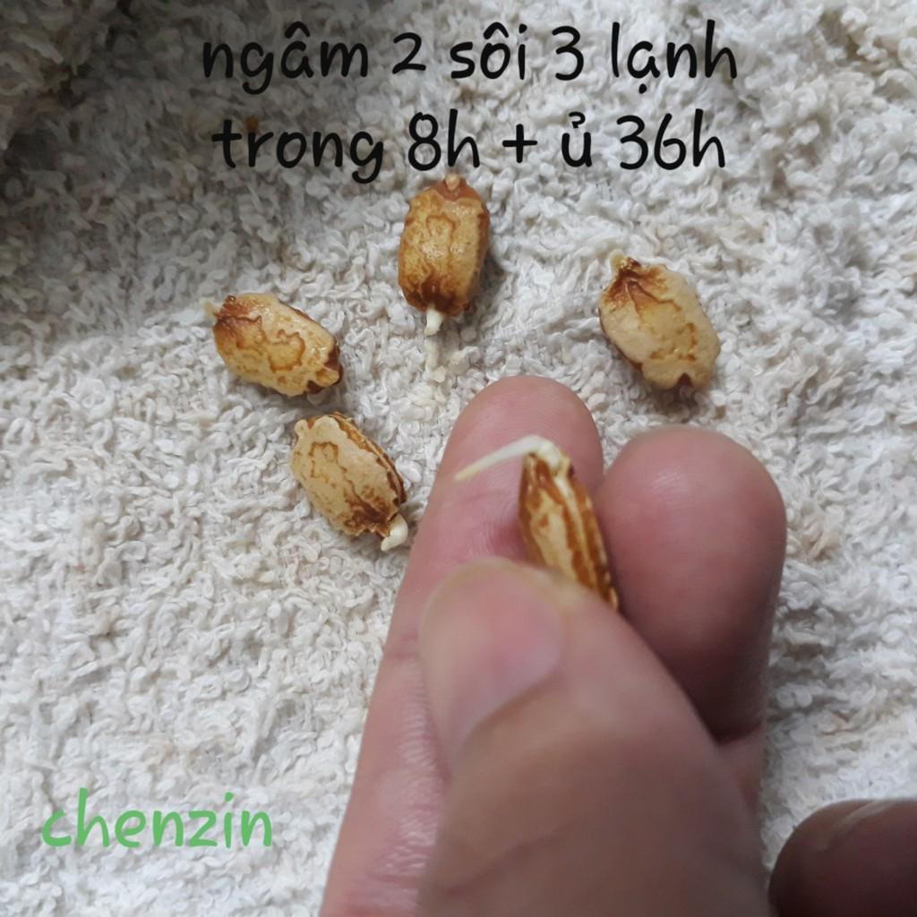 Hạt giống Khổ qua F1 , đóng gói 10 hạt