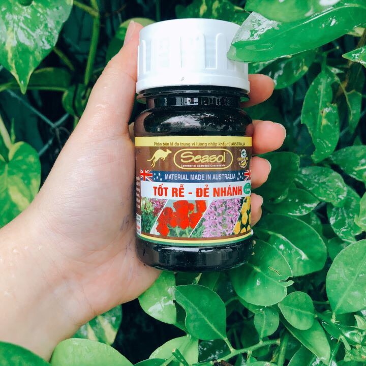 COMBO MÙA MƯA “ĐÁNH BAY” NỖI LO CHO CÂY