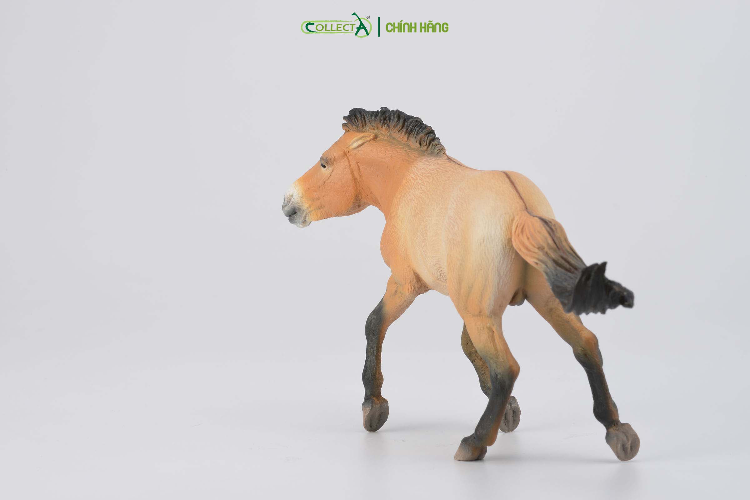 Mô hình thu nhỏ: Ngựa Hoang Mông Cổ - Przewalski Stallion, hiệu: CollectA, mã HS 9651260[88602] -  Chất liệu an toàn cho trẻ - Hàng chính hãng