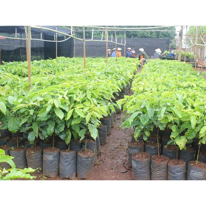 Cây Cà Phê giống TR4 .