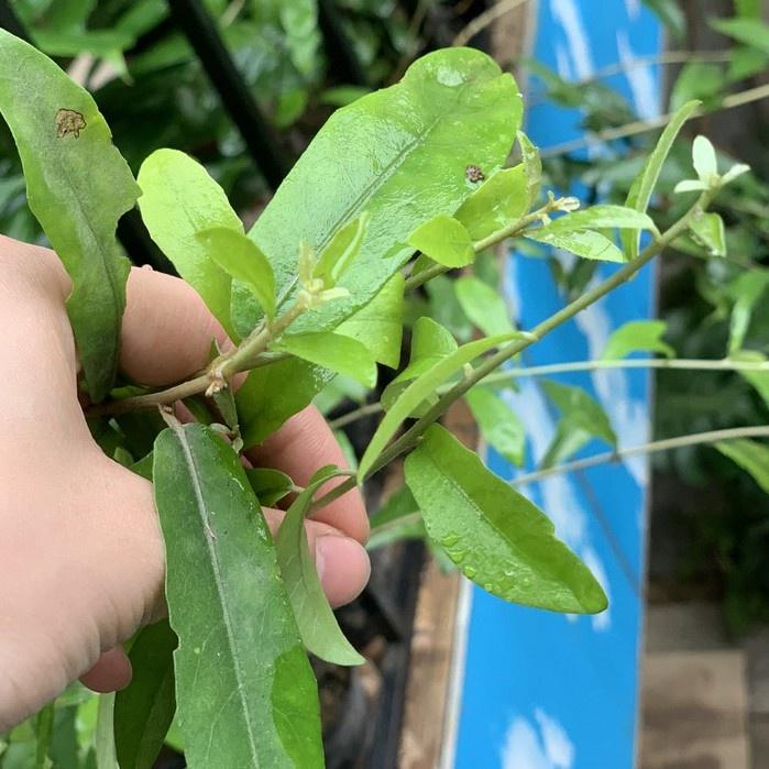 Cây Cúc Tần Ấn Độ - Cây leo trồng hàng rào, ban công chống nắng nóng