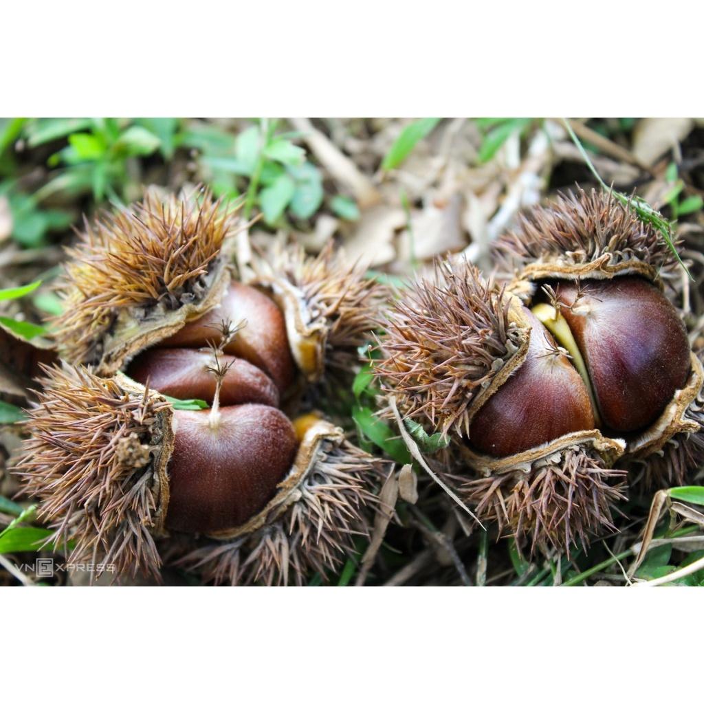 CÂY GIỐNG CÂY HẠT DẺ TRÙNG KHÁNH ,LOẠI HẠT TO, SIÊU QUẢ,SIÊU HẠT, SIÊU KINH TẾ, CAM KẾT GIỐNG CHUẨN F1