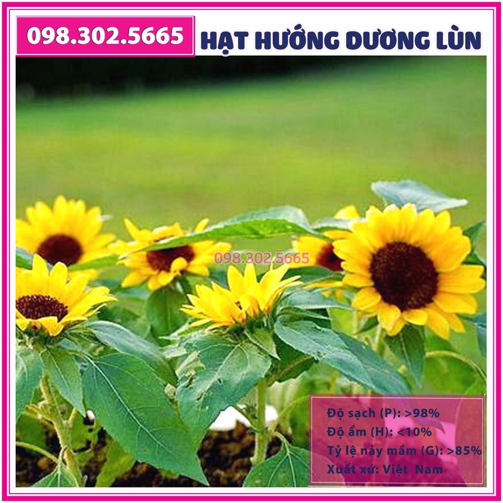 30 Hạt giống hoa hướng dương lùn hoa đơn F1 - hạt hoa chất lượng tốt, ra hoa đồng đều