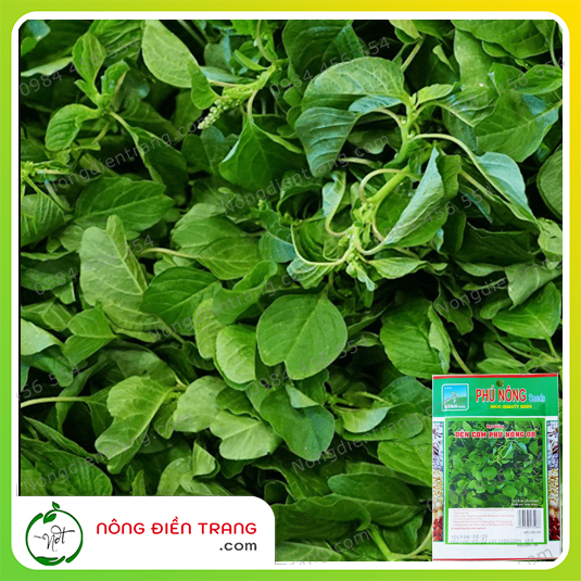 Hạt Giống Rau Dền Cơm Phú Nông - Gói 10g - Dễ trồng, dễ chăm sóc, kháng bệnh tốt, sinh trưởng nhanh VTNN Nông Điền Trang